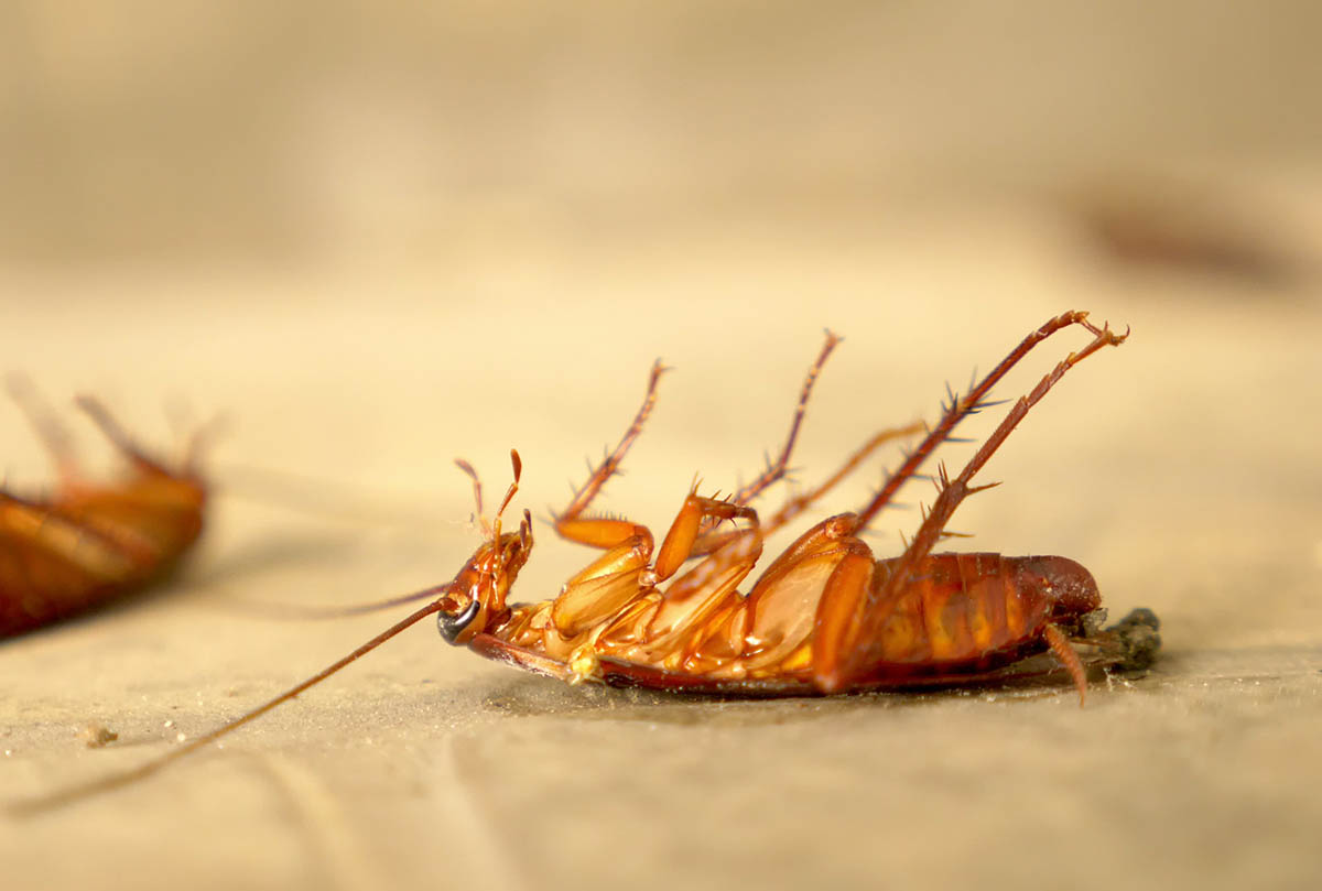 close up huge cockroach dead