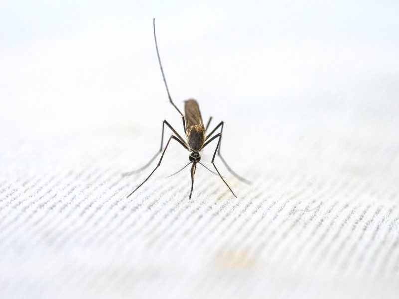 Effective Ways You Can Get Rid of Mosquitoes in Your Home