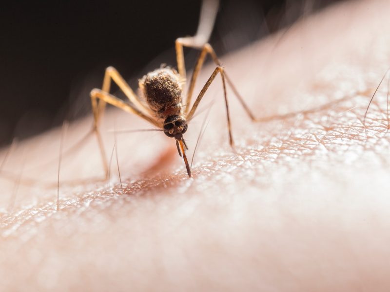 All About Mosquito Bites: Essential Need-to-Know Facts