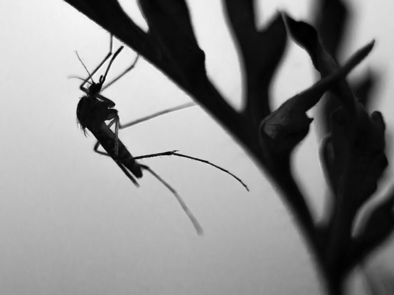 3 Telltale Signs of Mosquito Infestation and How to Fix It