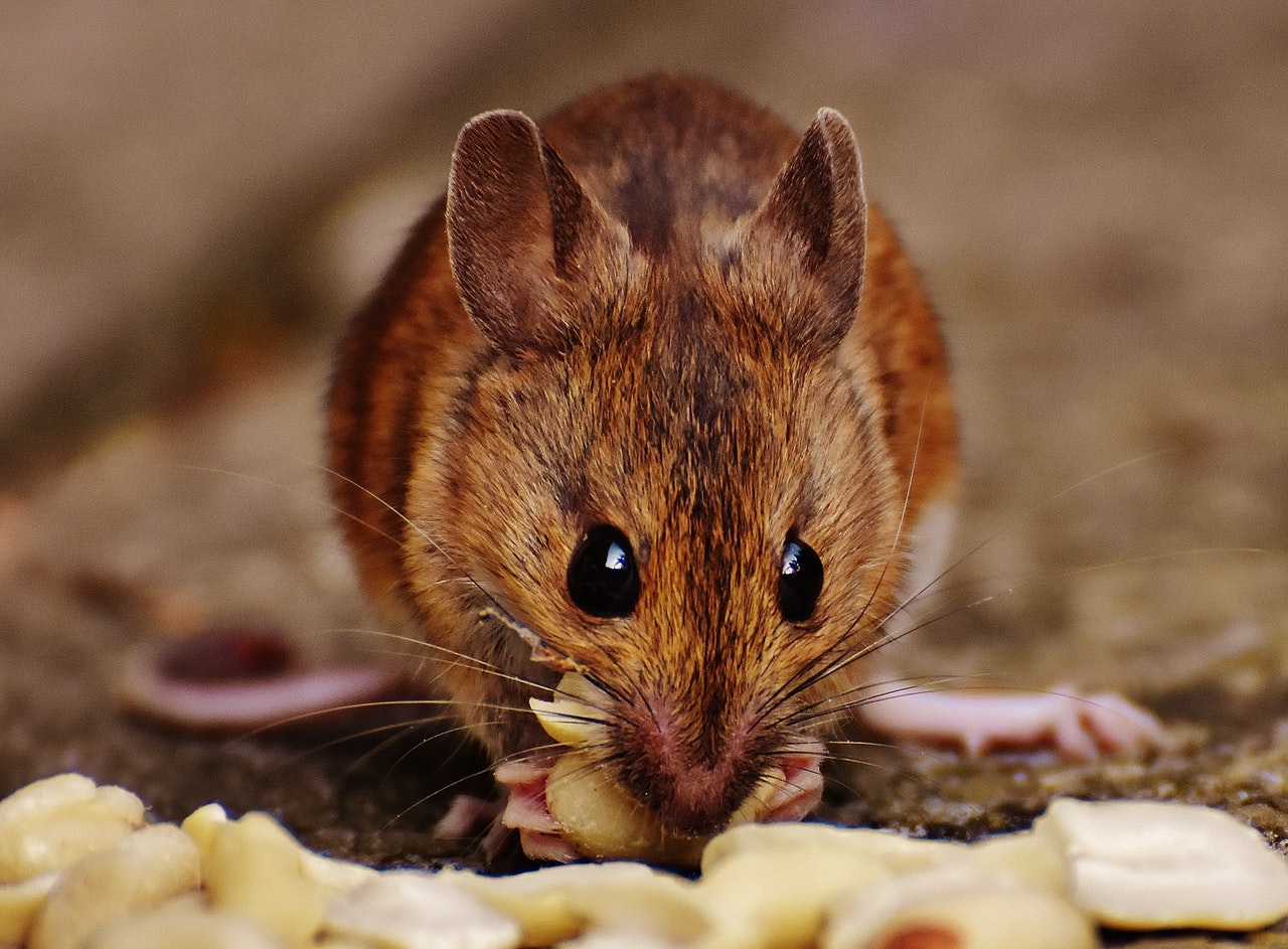 6 Things in Your Home That Might Be Attracting Rats