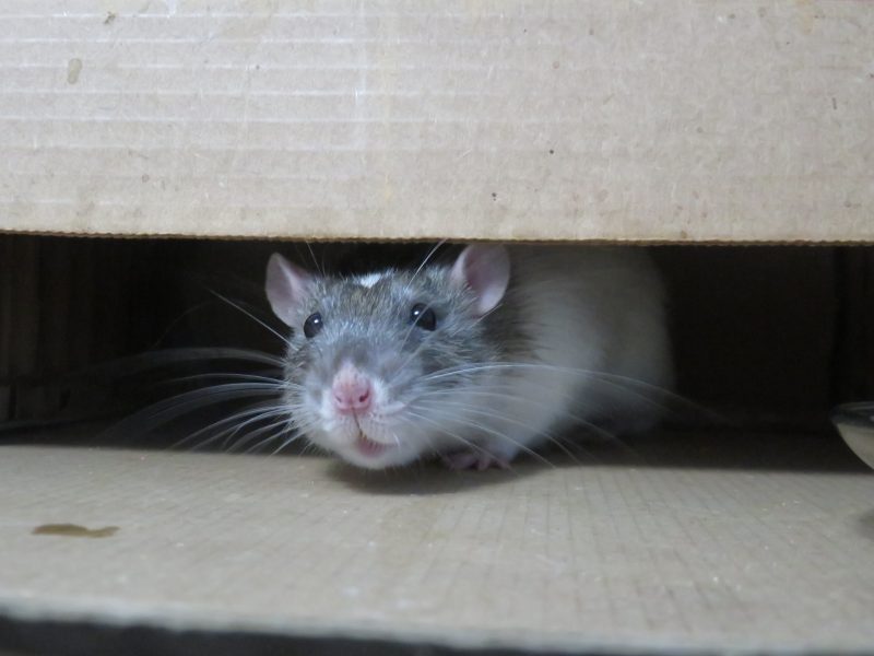 Rodent Problem: How Do They Get Inside a Property?