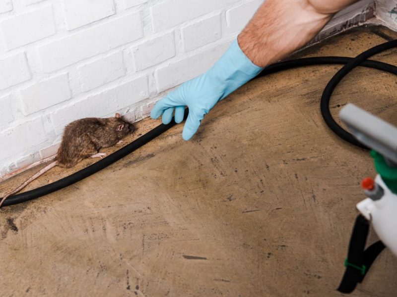 Best Tips on How To Keep Rats and Mice Out of Your House