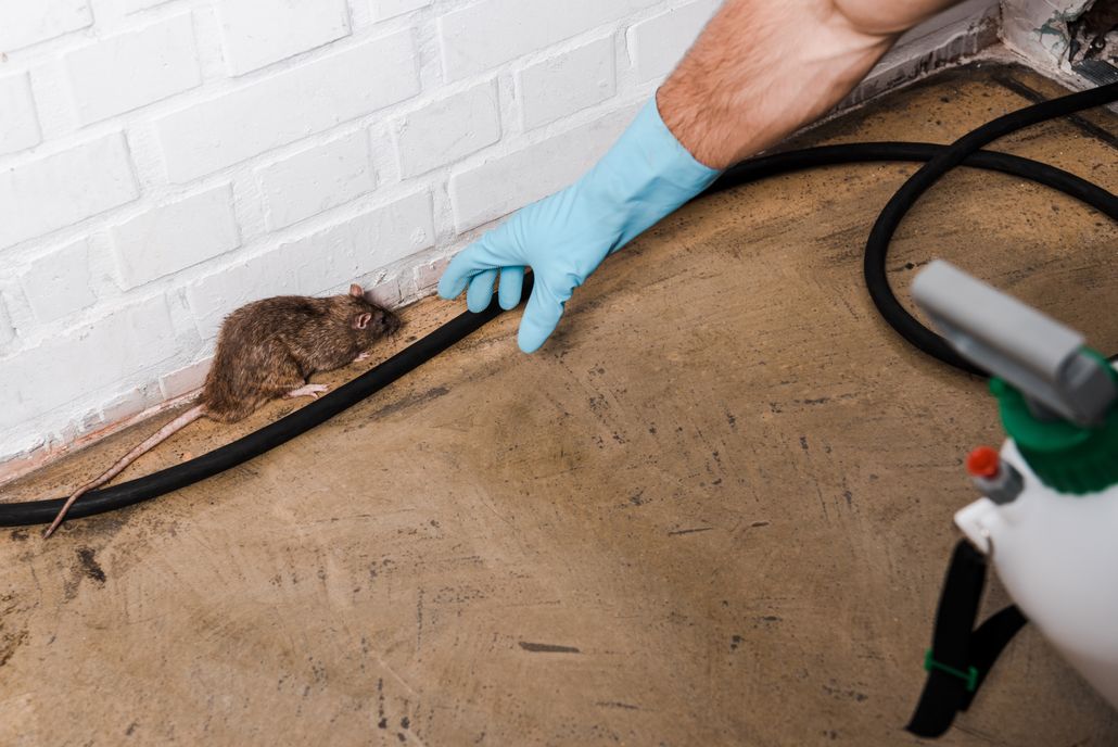 Best Tips on How To Keep Rats and Mice Out of Your House