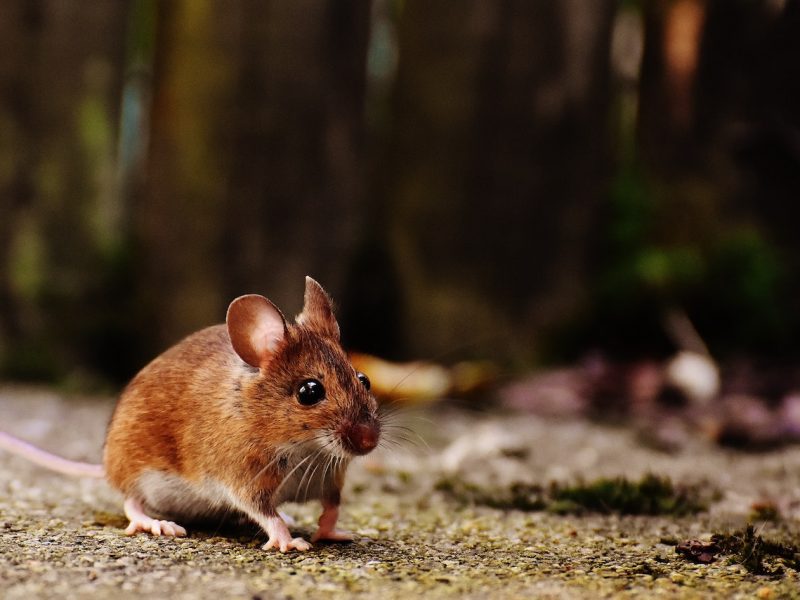 Pest Attack: Why Do Rodents Chew on Electrical Wires