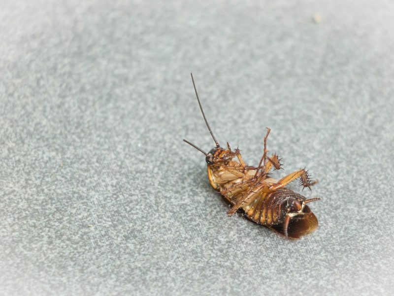 Are Cockroaches Dangerous: Everything You Need to Know